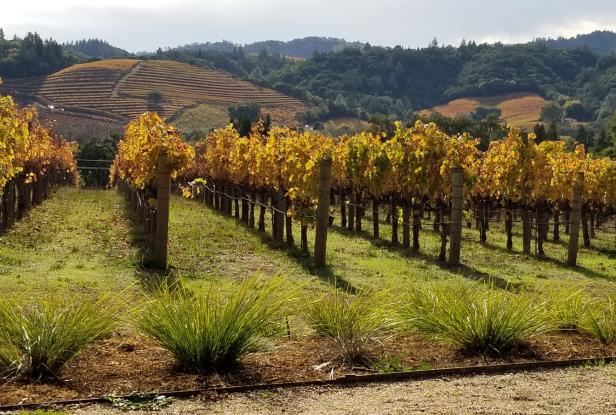 Sonoma County vineyards