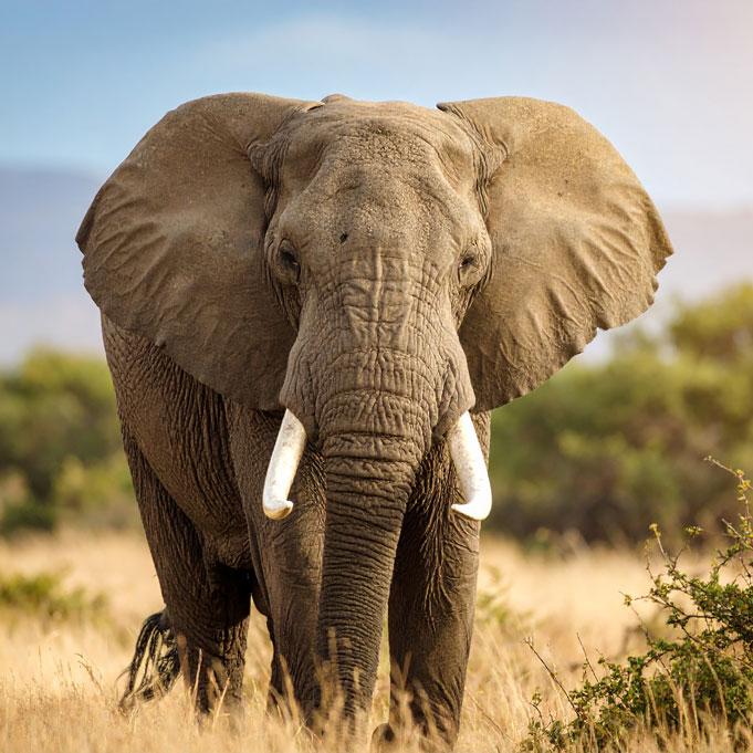 Elephant Crisis Fund::<br>Meet the largest land mammal left on planet Earth, the Elephant. Known for their massive height, large tusks, and long trunks, this animal is known as an ecosystem engineer. Elephant