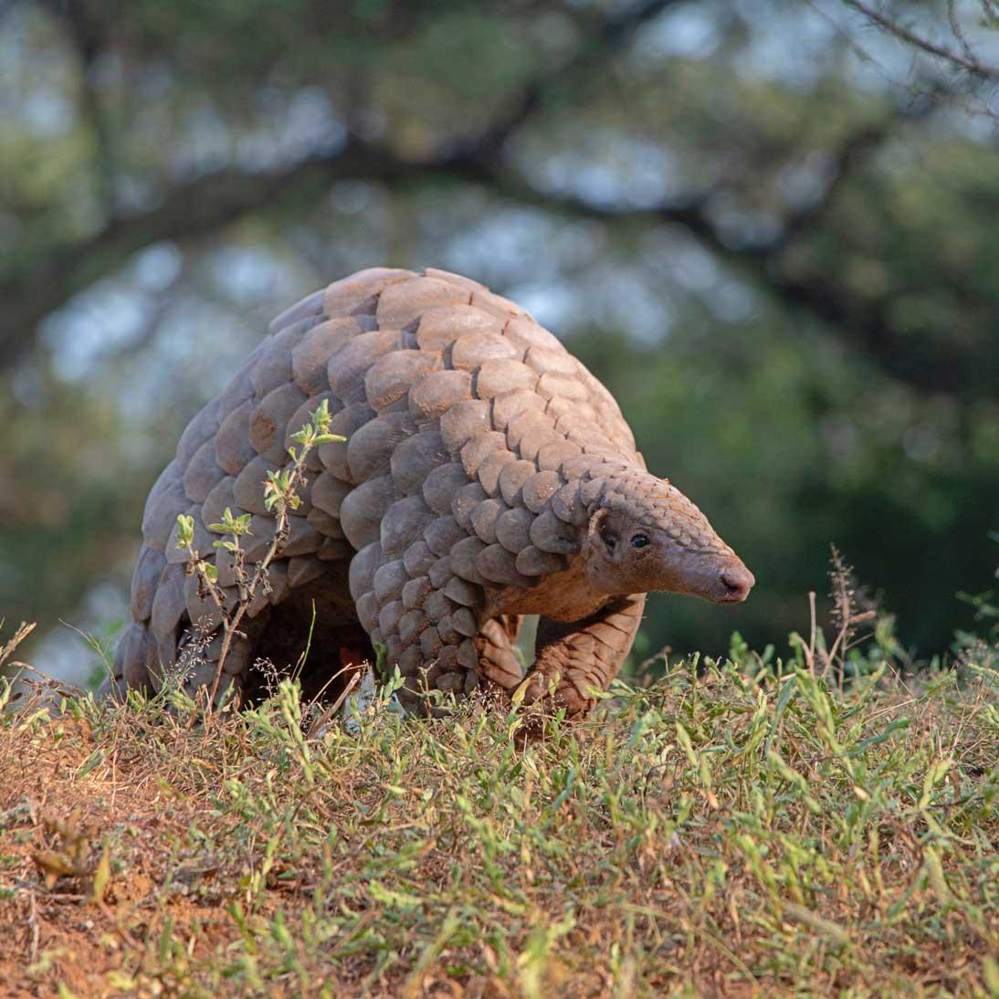 Pangolin Crisis Fund::<br>Pangolins are a unique mammal covered in protective armor, with claws made for digging, and can roll up tight in a ball making it nearly impossible to attack. Pangolin