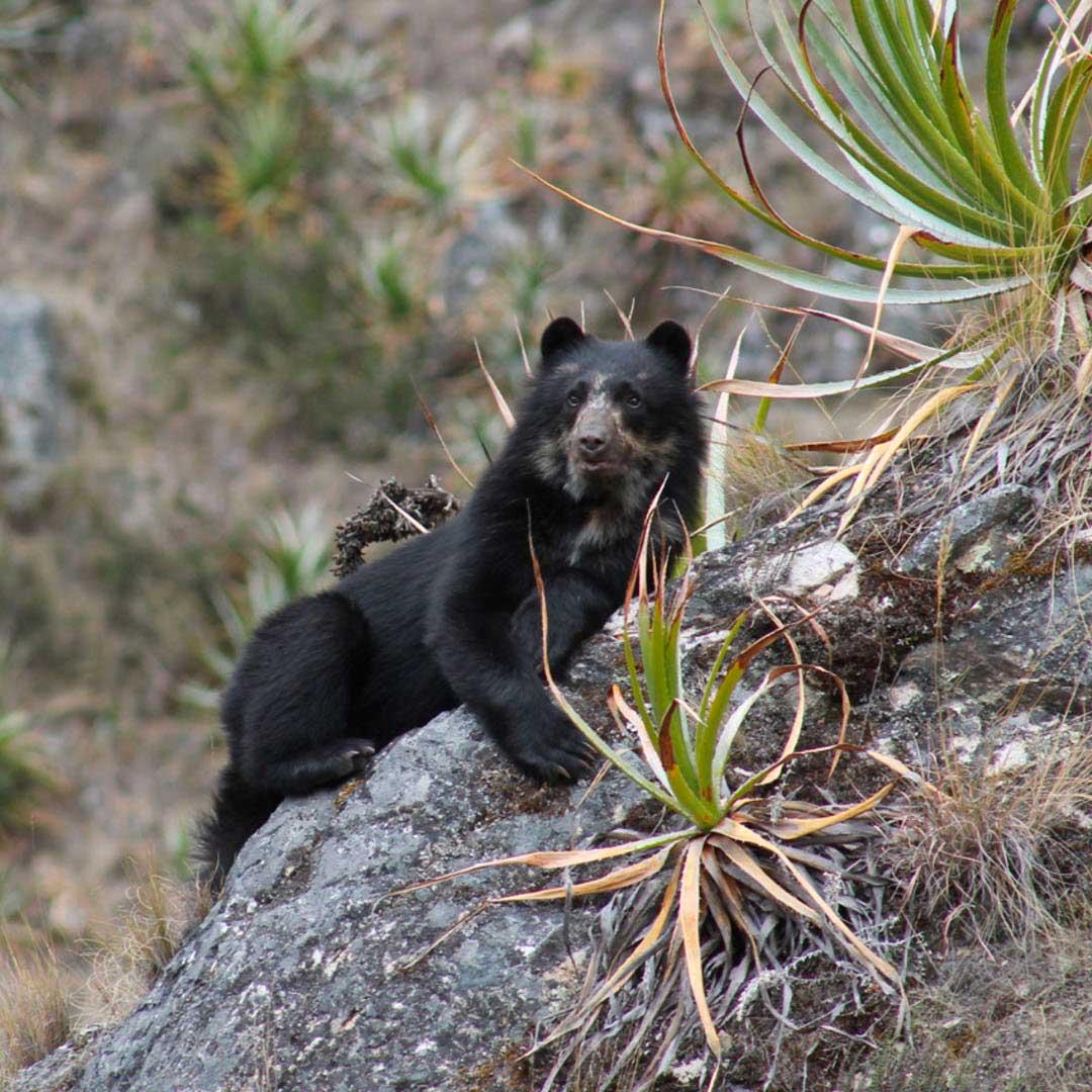 Spectacled Bear Conservation ::<br>Machu Picchu in Peru is one of the most biodiverse regions on our planet, home to a stunning variety of plants and animals, including the spectacled bear. Spectacled Bear Conservation