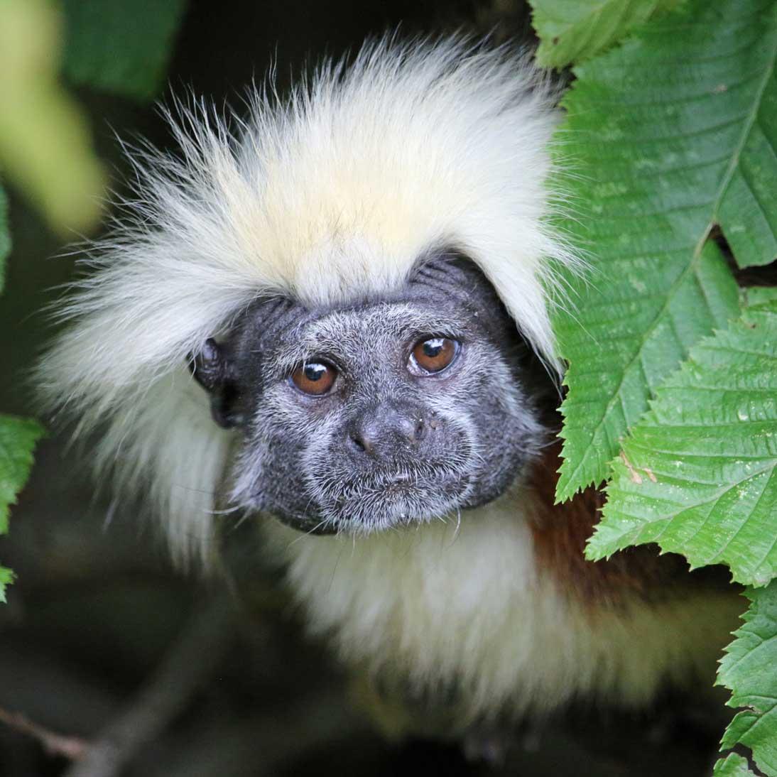 Proyecto Titi::<br>Cotton-Top Tamarins are a small monkey known for its unique hairstyle and high pitched vocalizations native to North Colombian forests. Tamarin