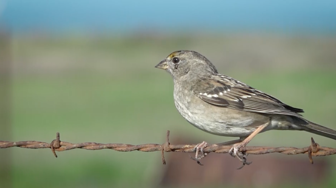 Winter Bird Observing | Bay Area Bountiful