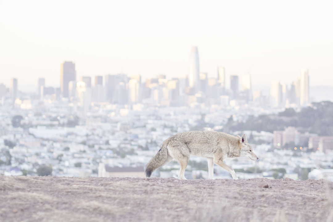 Walk on the Wild Side