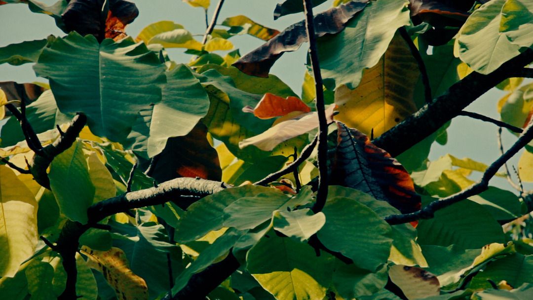 Great Expeditions: Quarryhill Botanical Garden