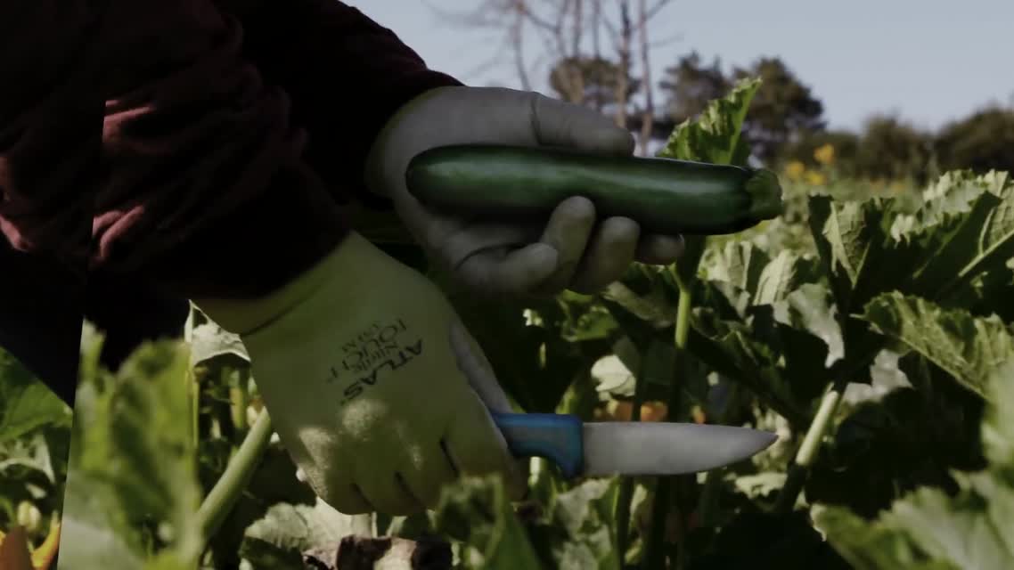 What is the Lexicon of Sustainability?