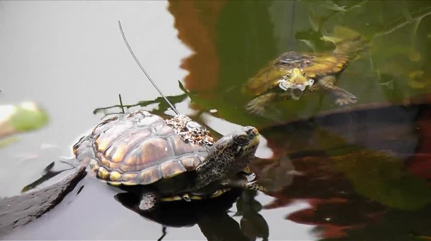 Bay Area Bountiful: Citizen Science