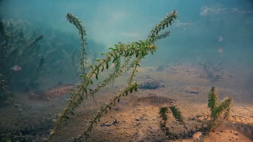 Bay Area Bountiful: Watersheds