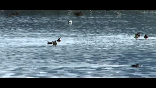 Schollenberger Park, Petaluma