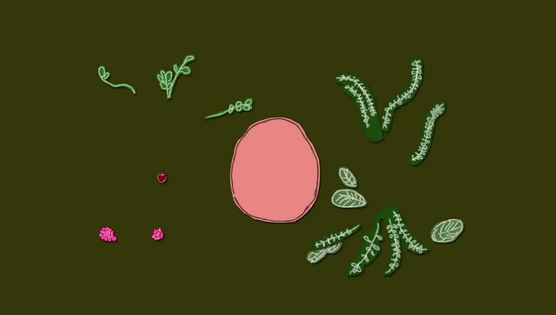 Lexicon of Sustainability - Seeds