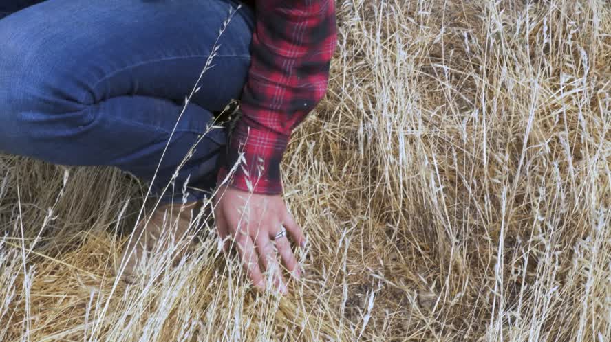 Drought & Cattle Ranching