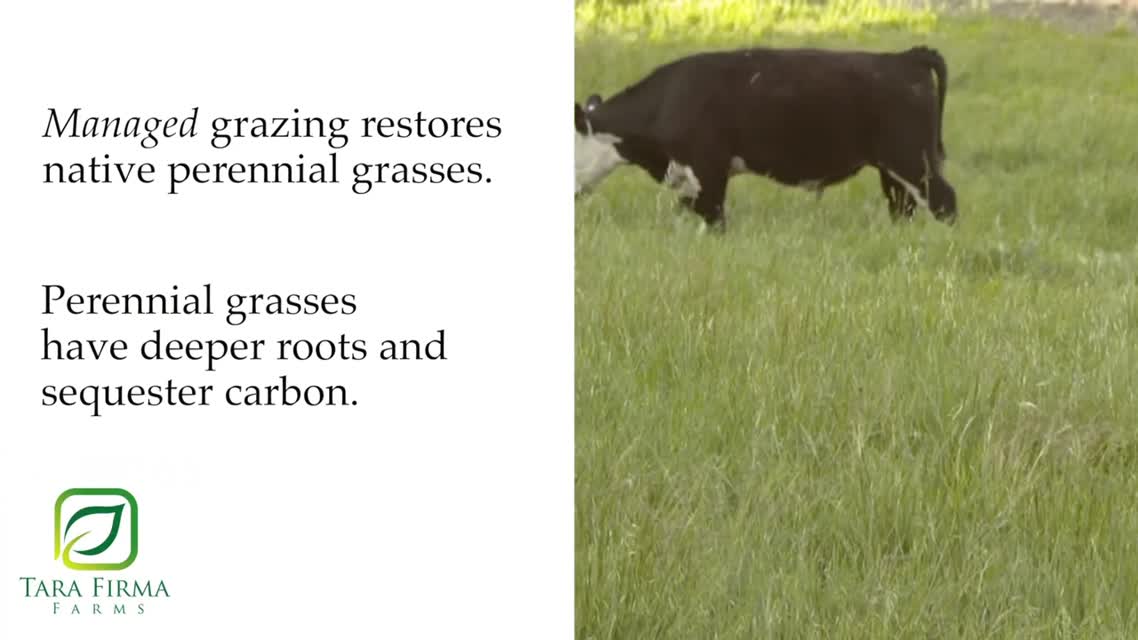 FarmShorts: Tara Firma Farms - Cattle