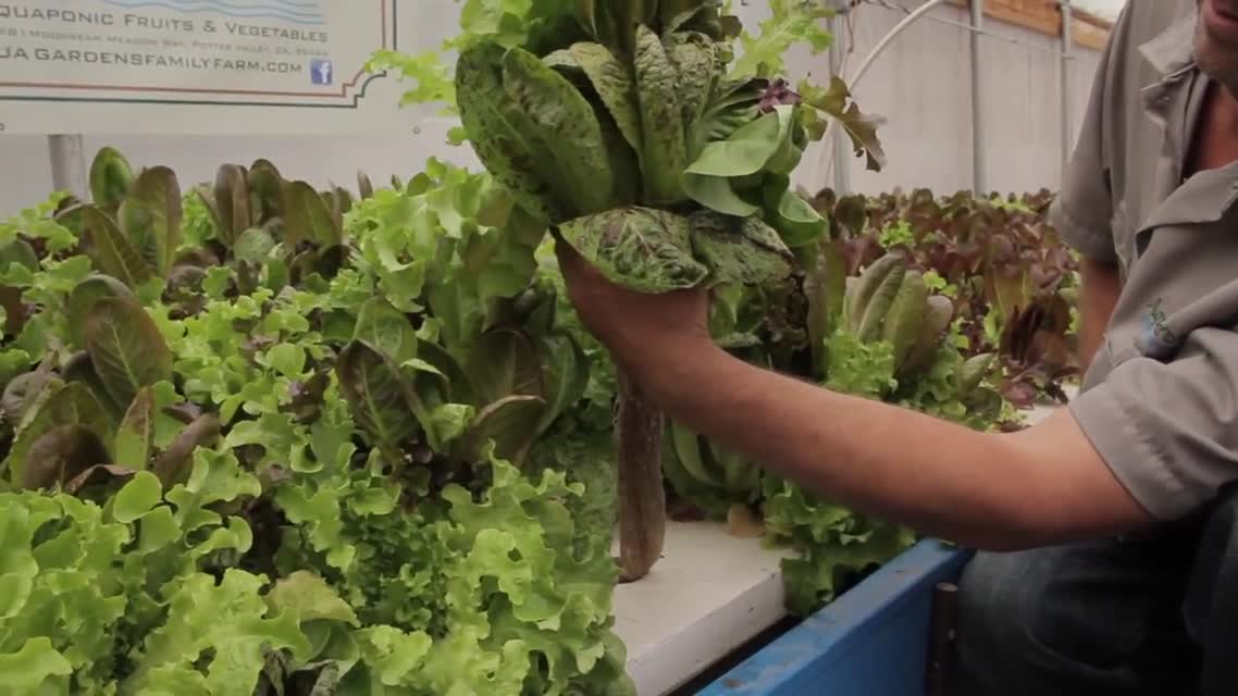 FarmShorts: Aqua Gardens Family Farm