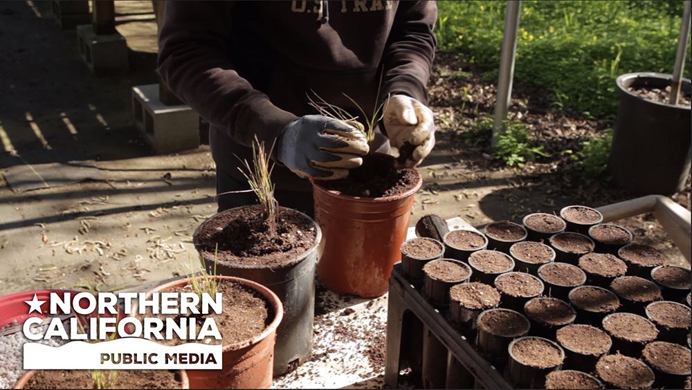 Bay Area Bountiful: Students and Sustainability