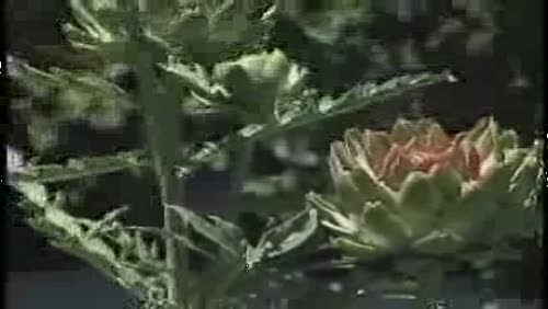 Chalk Hill Appellation