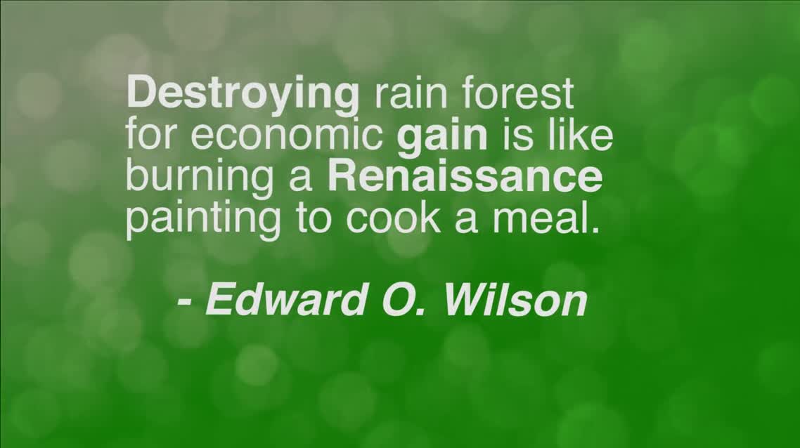 Destroying rain forest